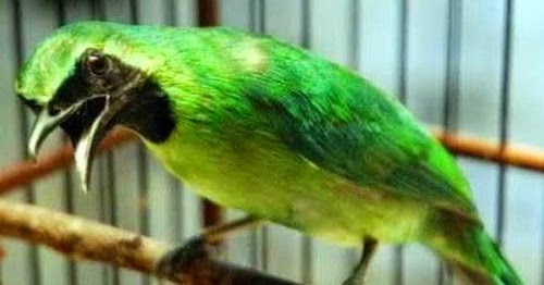 Ciri Cucak Ijo Jantan Muda Prospek Mental Petarung Yang Bagus