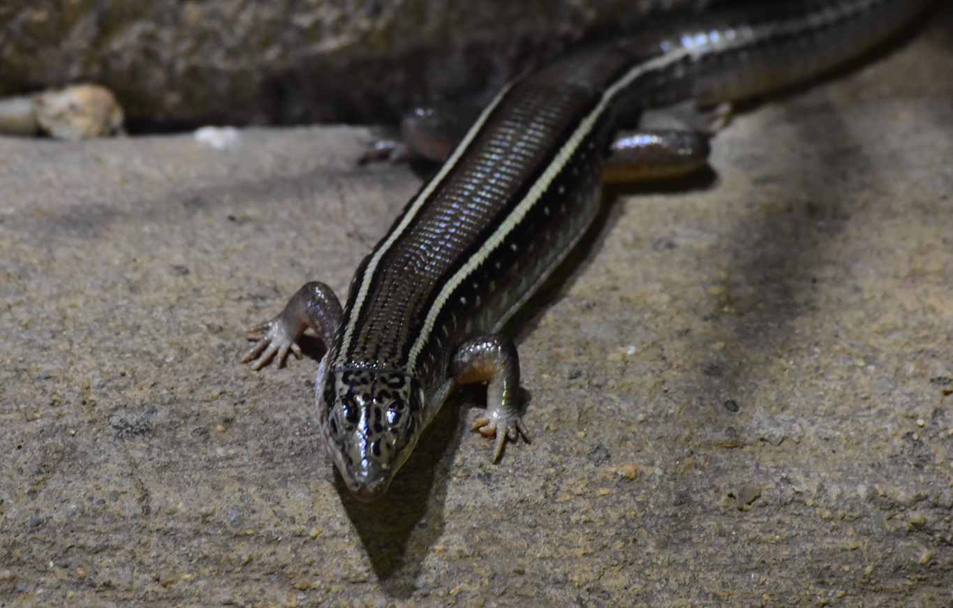 ZOOTOGRAFIANDO (6.096 ANIMALS) LAGARTO PLATEADO DE KARSTEN / KARSTEN´S