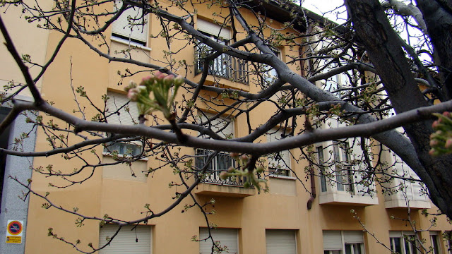 Peral de flor (Pyrus calleryana Decne.).