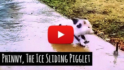 Watch cute and tiny little piglet named Phinny having tough time walking on the icy sidewalk as she adorably slips and slides across the icy sidewalk via geniushowto.blogspot.com viral piglet pet videos