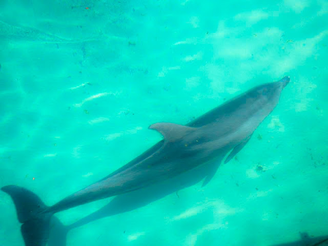 Wild Dolphins Kingscliff