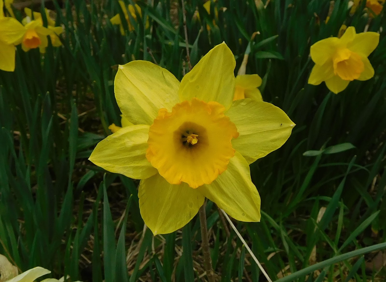 Another PorchA Poetry Blog The Daffodils Are Blooming...