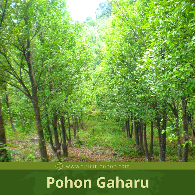 Gambar Tanaman Gaharu