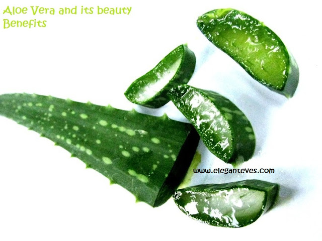Aloe Vera: The Plant of Immortality and its Beauty Usages!
