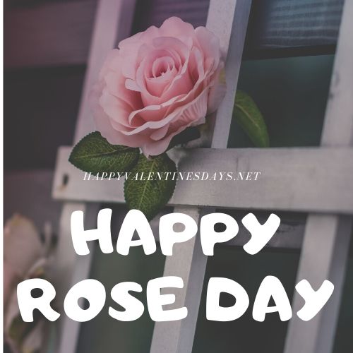 rose-day-images-hd