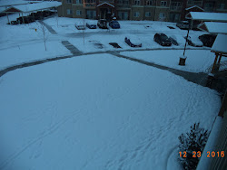 what bird flies the farthest 7