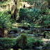 Rainforest Nature HD Wallpapers