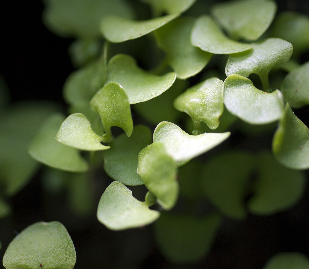 Basil The Ultimate Guide