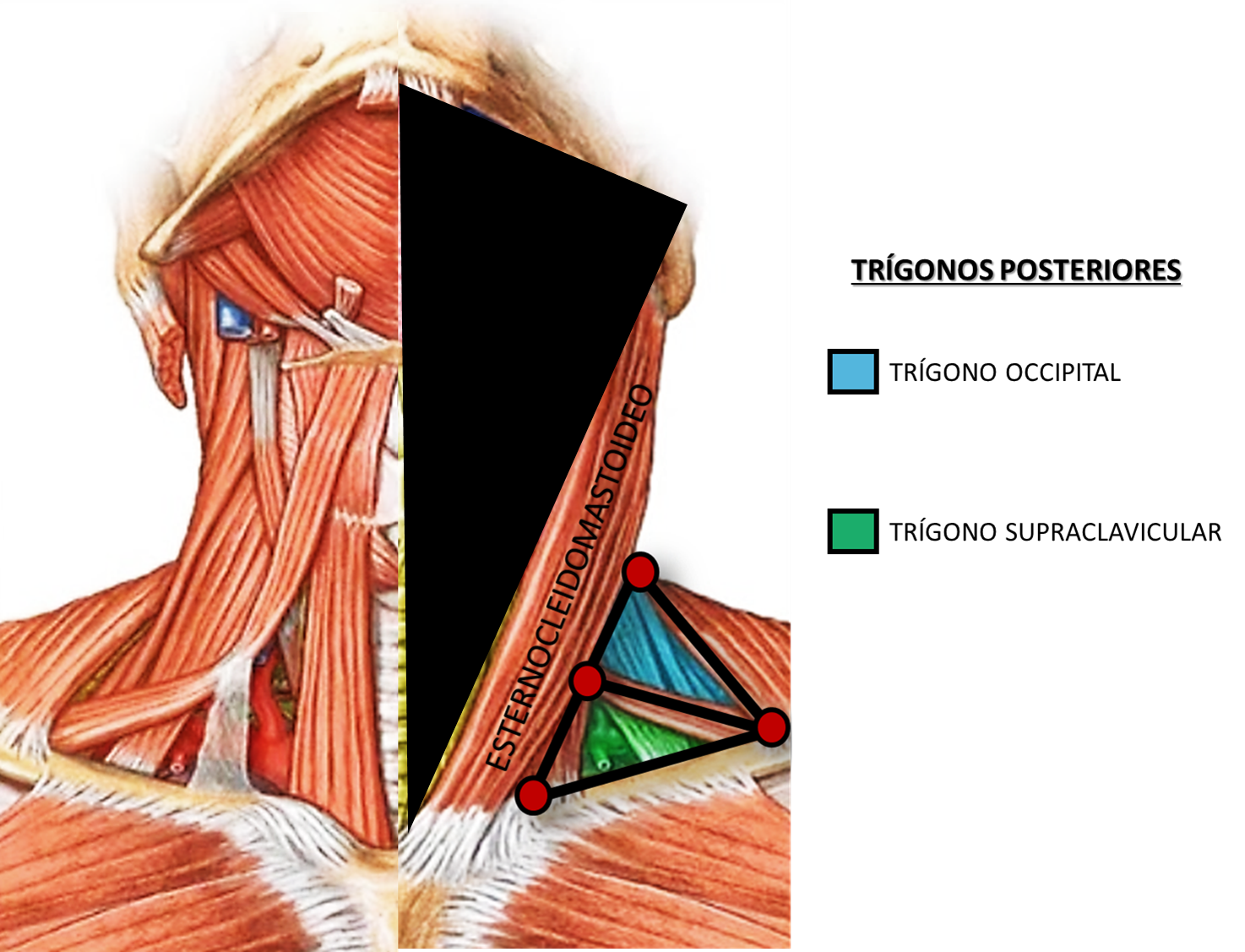 Mi Mundo Médico: Anatomía Cervical