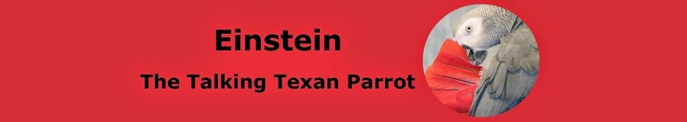 Einstein the Talking Texan Parrot Blog