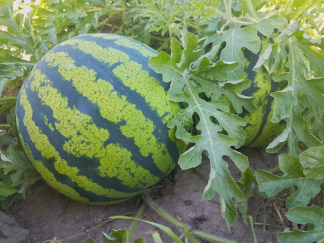 cara menanam biji semangka