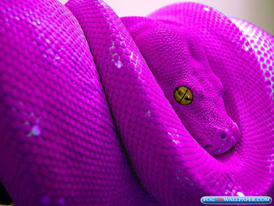 Desktop Python Snakes