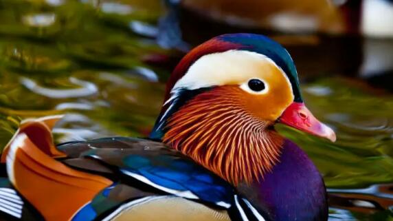 البط الصيني أو بط الماندرين