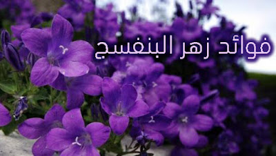 فوائد زهر البنفسج