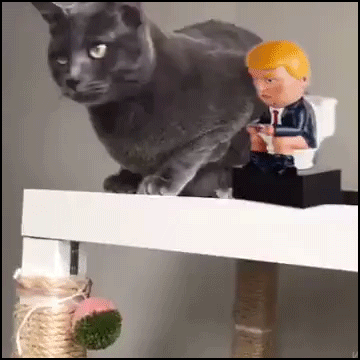 Cat GIF • Meanwhile in Pennsylvania a jerk Democrat cat knocks a D.T. figurine over