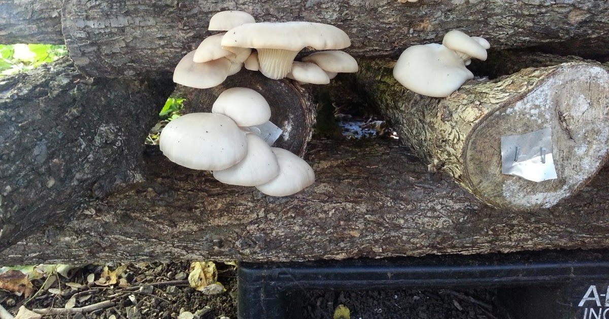 What nutritional value do mushrooms have? Organic mushrooms