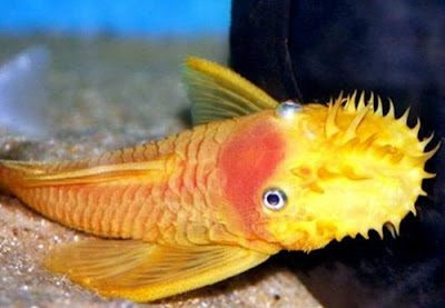 Ikan Brushmouth Gambar Ikan Brushmouth