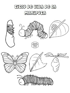 fichas-ciclos-vida-imprimir