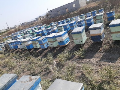 مشروع تربية النحل في المنزل 2021 مشروع زراعي مربح
