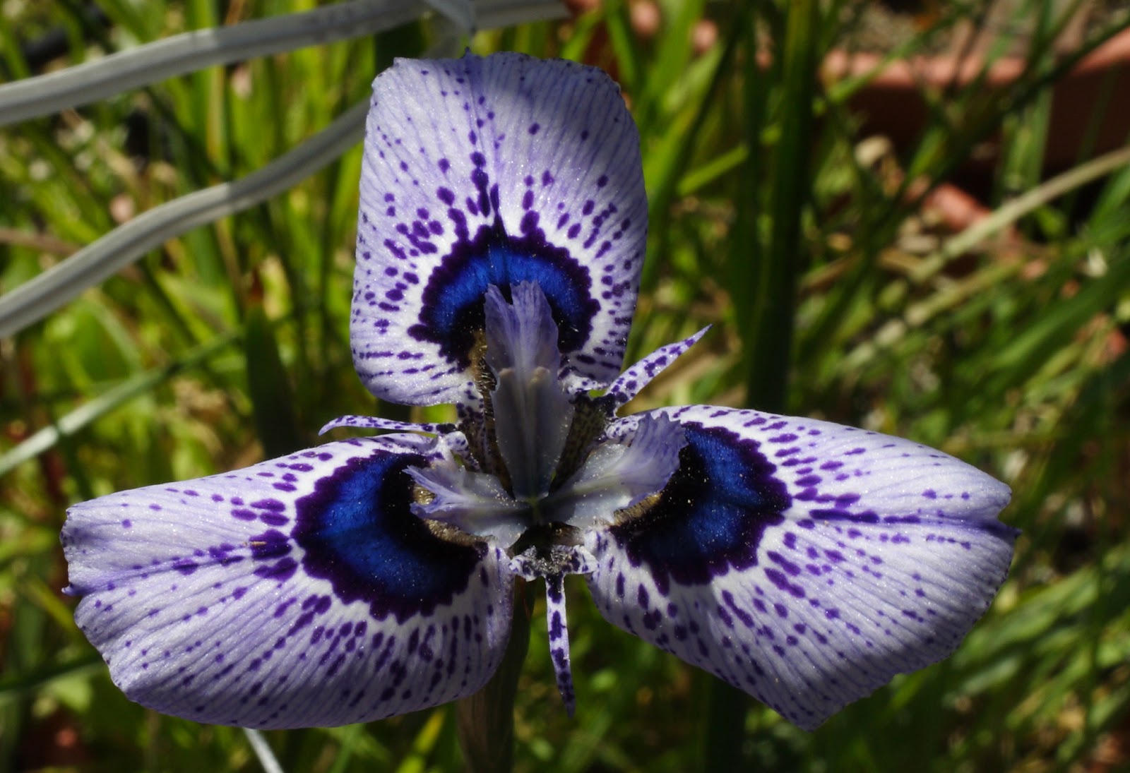 Growing Cool Plants Moraea 'Zoe'