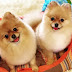 14 Reasons Why Pomeranians Make Your Life More Awesome