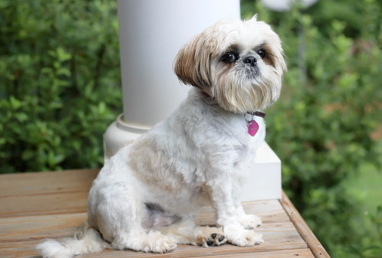 Nomes para SHIH TZU fêmea Mais