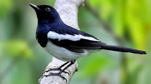 Caraputu Com Media Refrensi Harga Burung Mp3 Burung