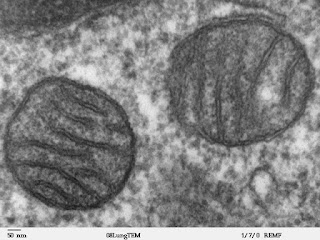 Mitokondri, memeli akciğeri