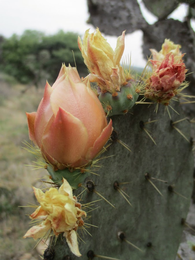 El nopal - blog 11