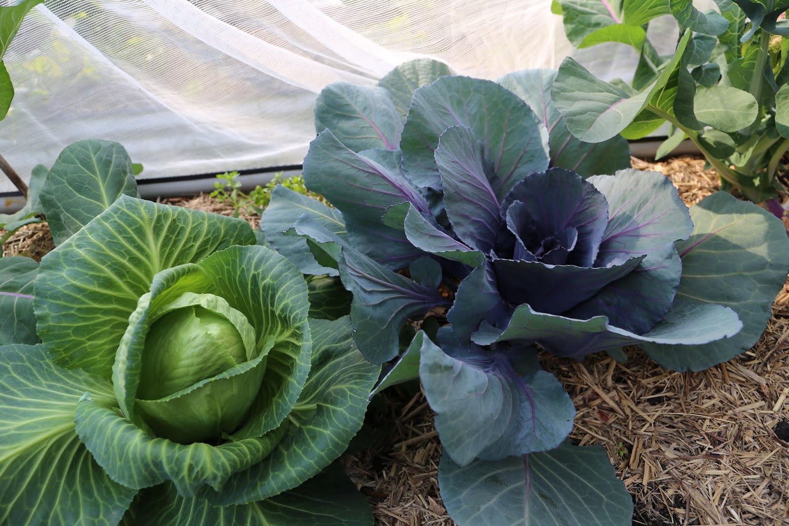 Aucuba Japonica Grow And Care Travaldo S Blog
