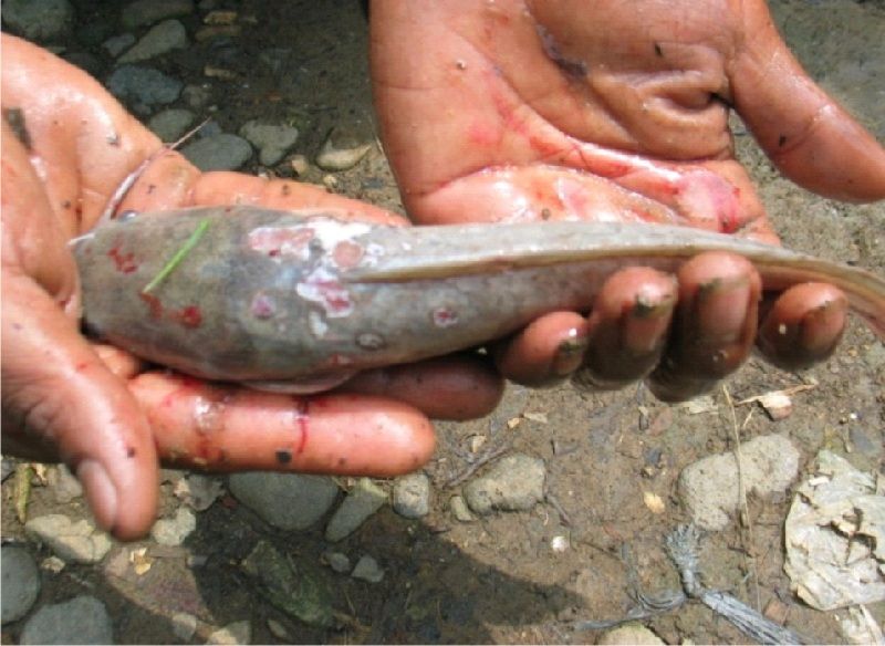 Gambar Penyakit Jamur Pada Ikan Lele