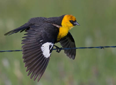 Photo of Yellow-headed Blackbird on fence Photo of Yellow-headed Blackbird on fence