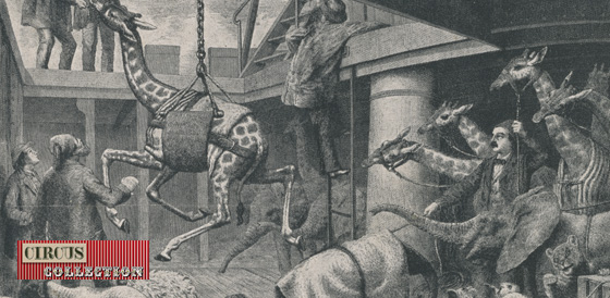 gravure de la cale d'un bateau transportant girafe, éléphants et autres animaux capturé par la employés de éa famille Hagenbeck