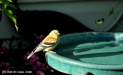 Jilguero amarillo (Spinus tristis) en un bebedero