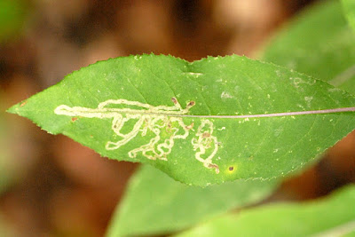 Yaprak oygusu (Phytomyza senecionis)