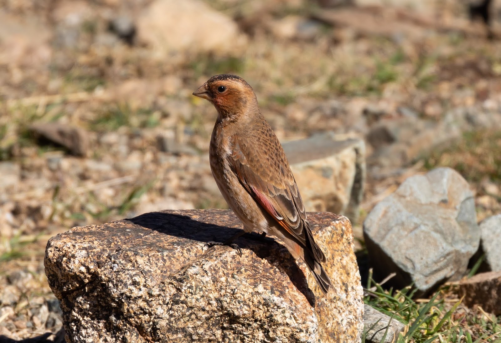 Pixie Birding: Morocco Birding Trip Report - Day 1 (Sunday 24th ...