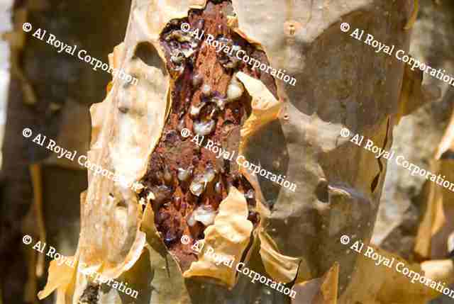 Frankincense | AlRoyal Corporation - Oman