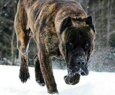 The top 10 most dangerous dog breeds in the world in 2022.
