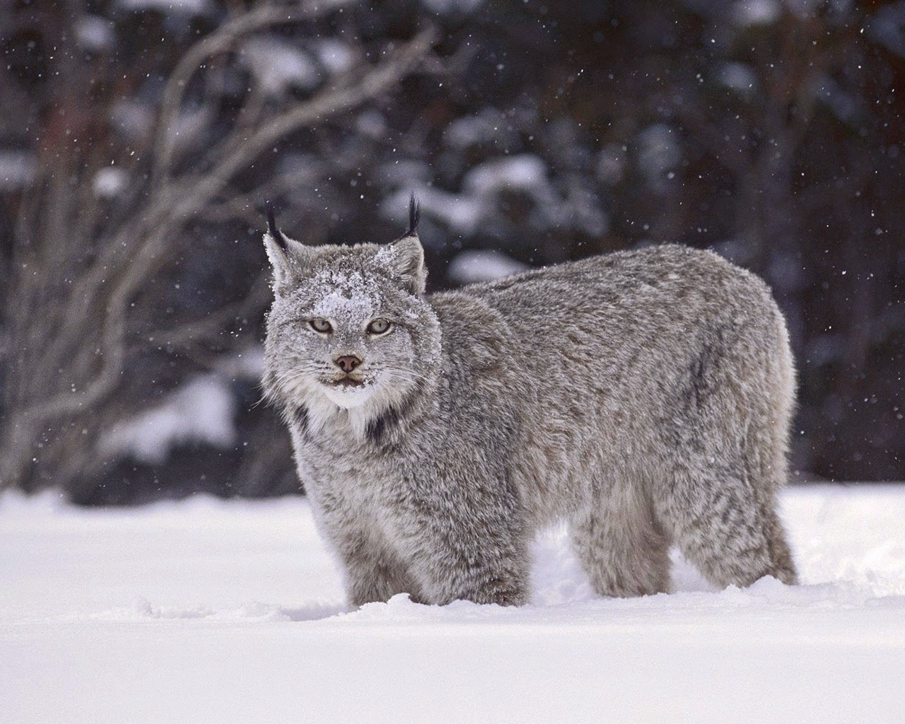 Adult puma dating-site