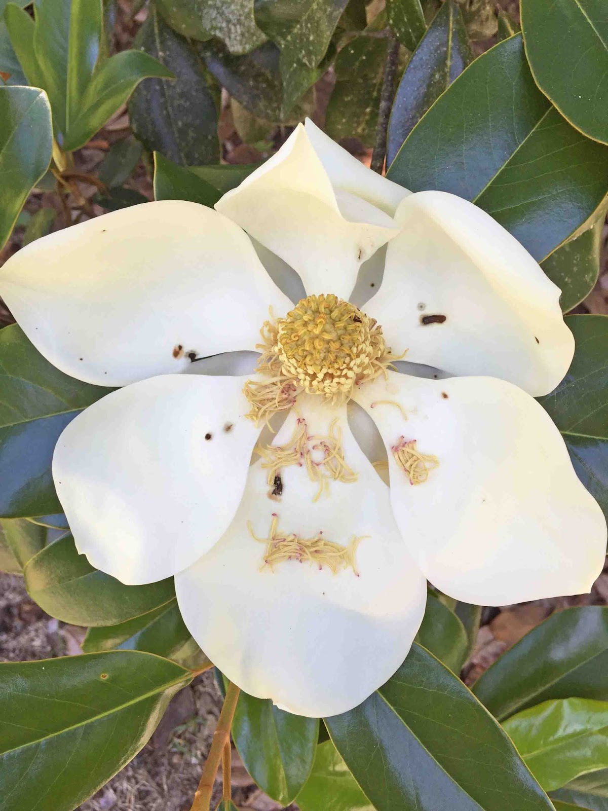 MARIETTE'S BACK TO BASICS {Our Fragrant Magnolia Grandiflora