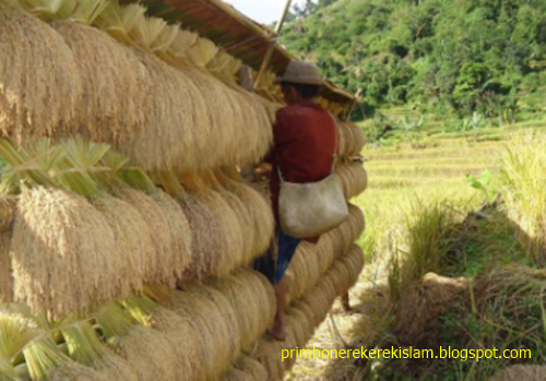 16 Arti Mimpi Padi Menurut Primbon Jawa Erek Erek 2d 3d 4d Dan Islam Primbon Erek Erek Islam