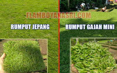 10 Perbedaan Kelebihan Dan Kekurangan Rumput Jepang Vs Gajah Mini