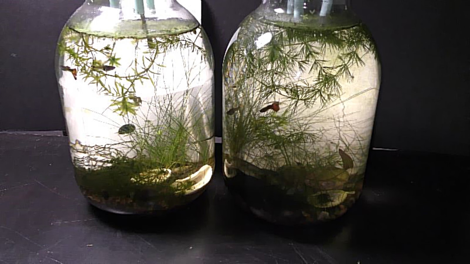 Random Bits Two Ways to Grow Land Moss Underwater