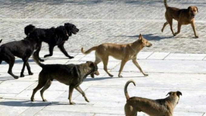 Θεσσαλονίκη: Νέο κρούσμα με επίθεση αγέλης σκύλων και σοβαρό τραυματισμό νεαρού άνδρα