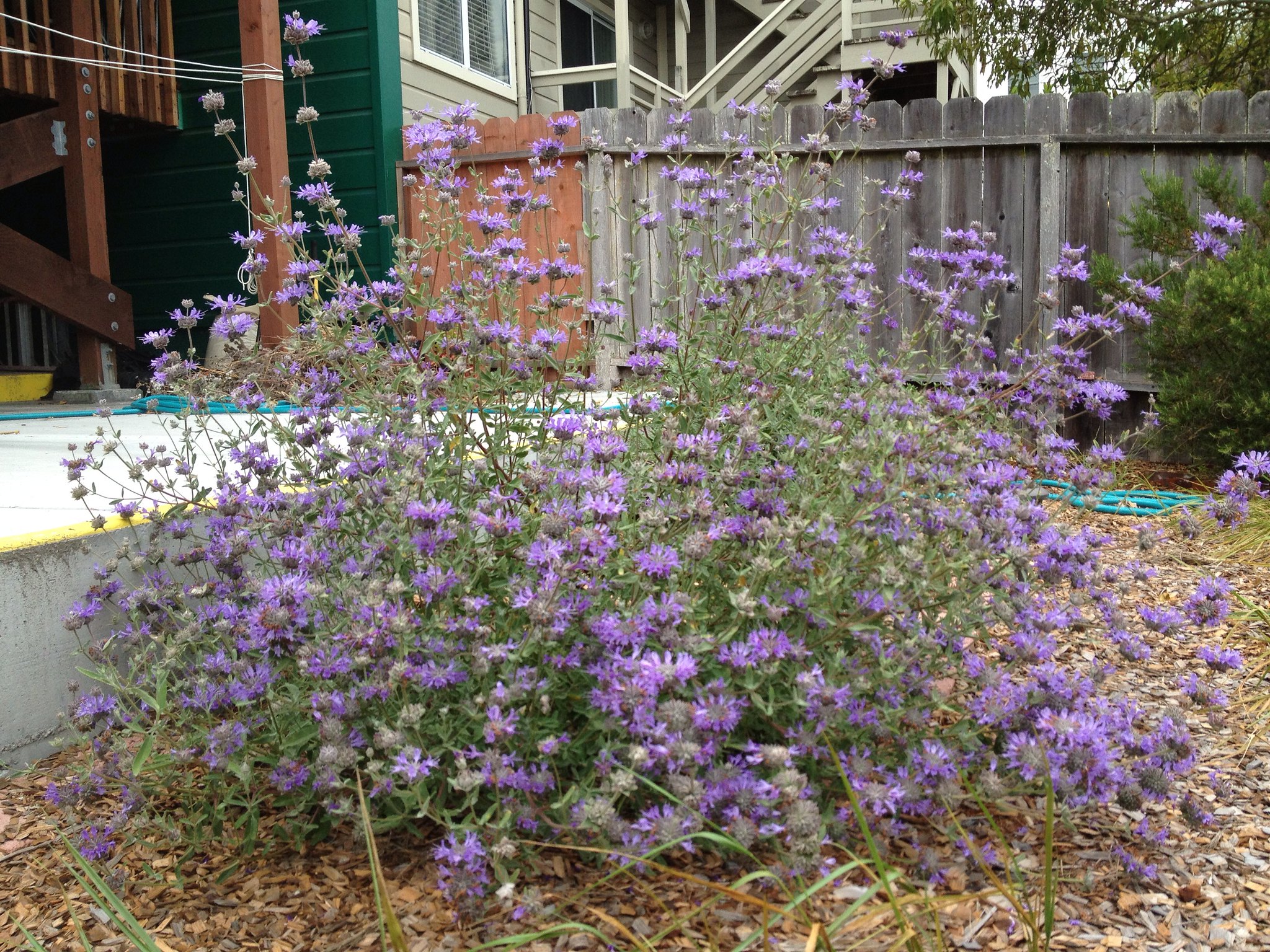 Salvia clevelandii Fragrant sage Cleveland sage care and culture