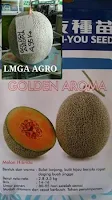 bibit melon terbaik,beih melon, golden aroma f1, manfaat melon, jual benih melon, toko pertanian, toko online, lmga agro