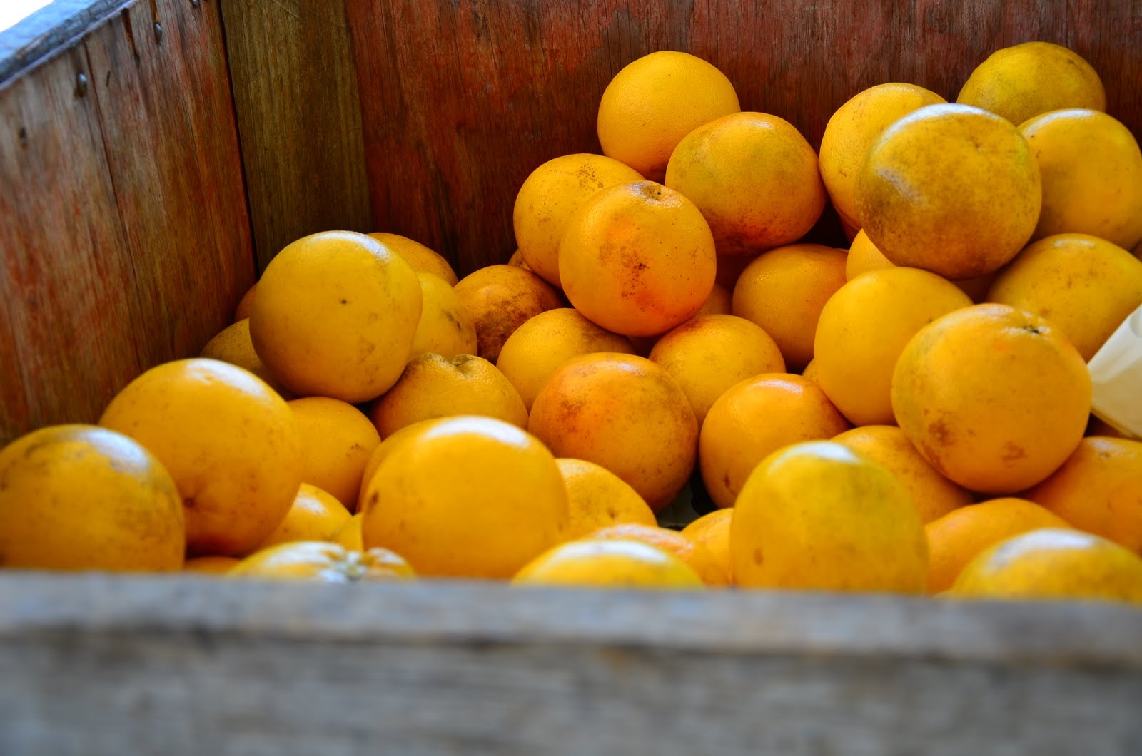 Kirsten's Cooking South Naples Citrus Grove