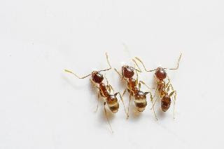 Ants/Total weight of ants is greater than total weight of humans