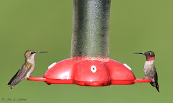 hummingbird throated ruby male female hummingbirds beaks peek bird babies splendor nature