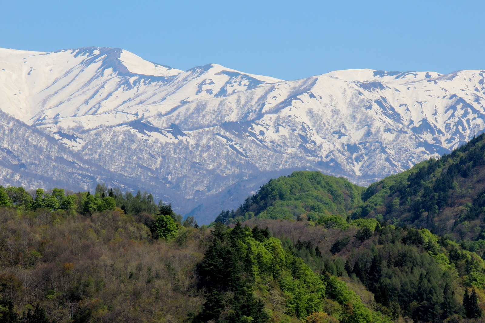 鉄暮らし雑録 酷道459号線と名残の桜